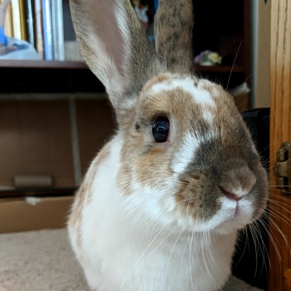 Meet your Posher, Hayley - Picture 2 of 3